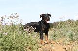 BEAUCERON - PUPPIES 031